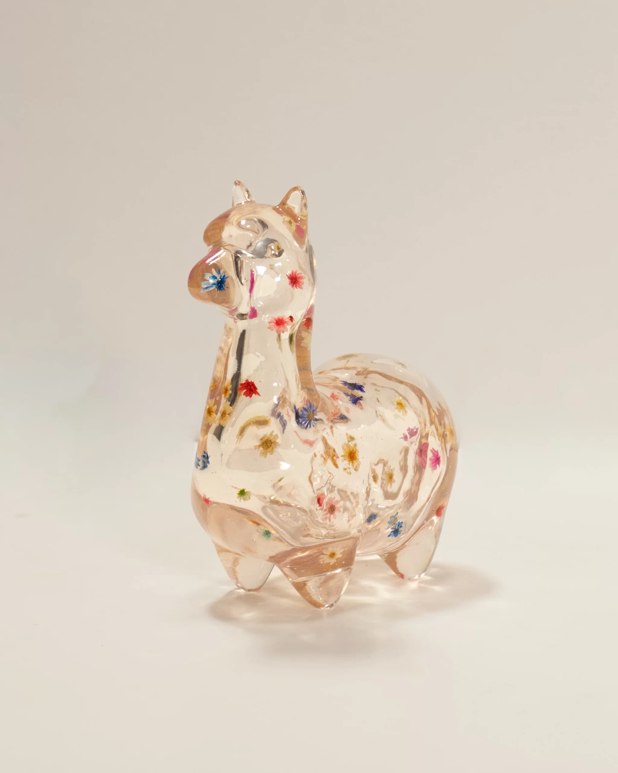 Alpaca